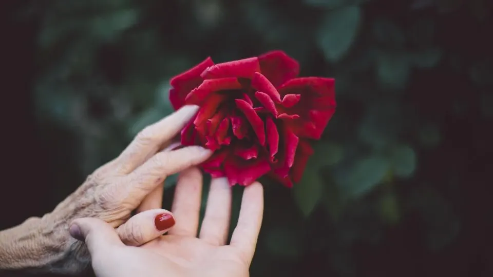 Mão de uma senhora e mão de uma mulher mais jovem segurando uma rosa vermelha